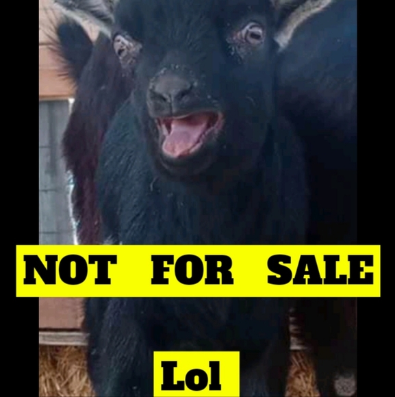 American Living Dresses & Skirts - American living, size 16 hot pink women's sheath dress